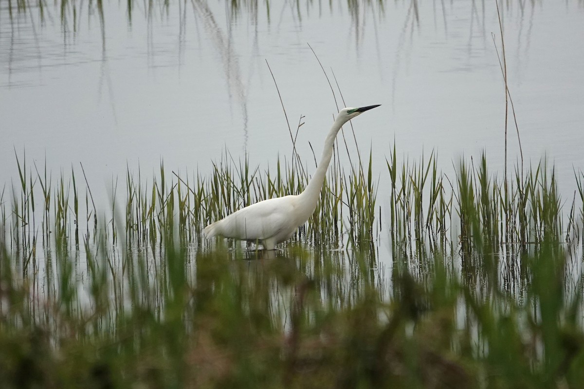Great Egret - Ray Scally