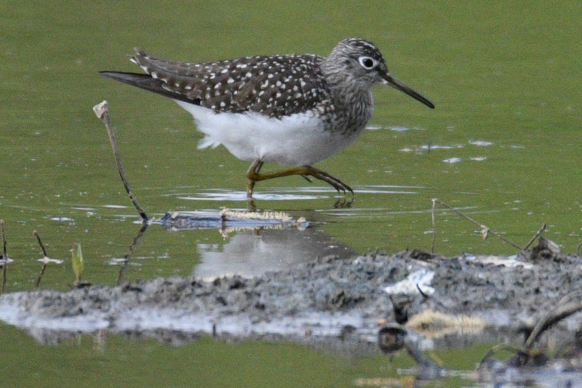 Solitary Sandpiper - ML617926996