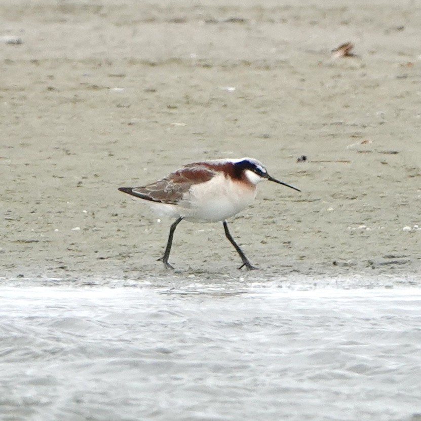 Phalarope de Wilson - ML617926997