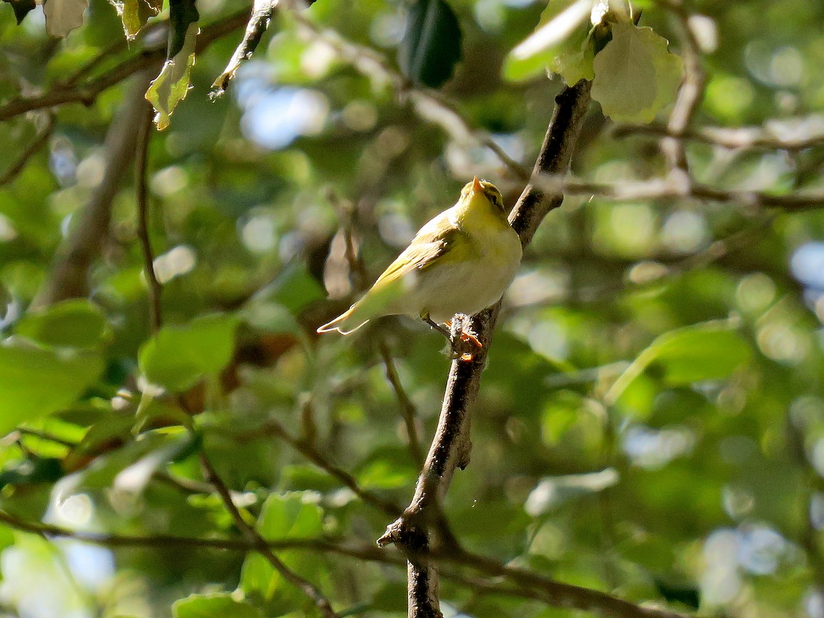 Wood Warbler - Juan Pérez