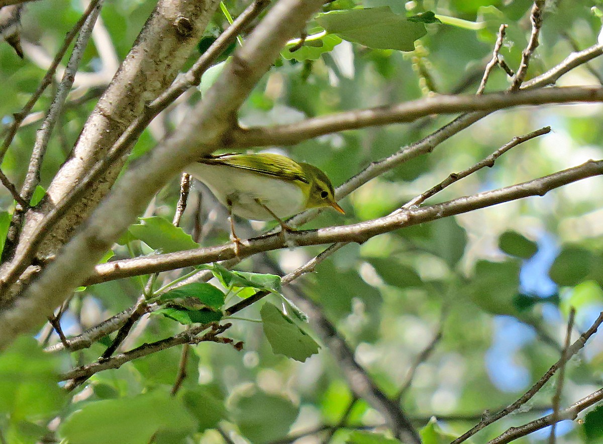 Wood Warbler - ML617927003