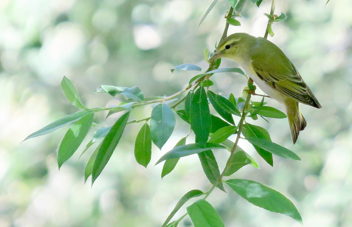 Wood Warbler - Juan Pérez
