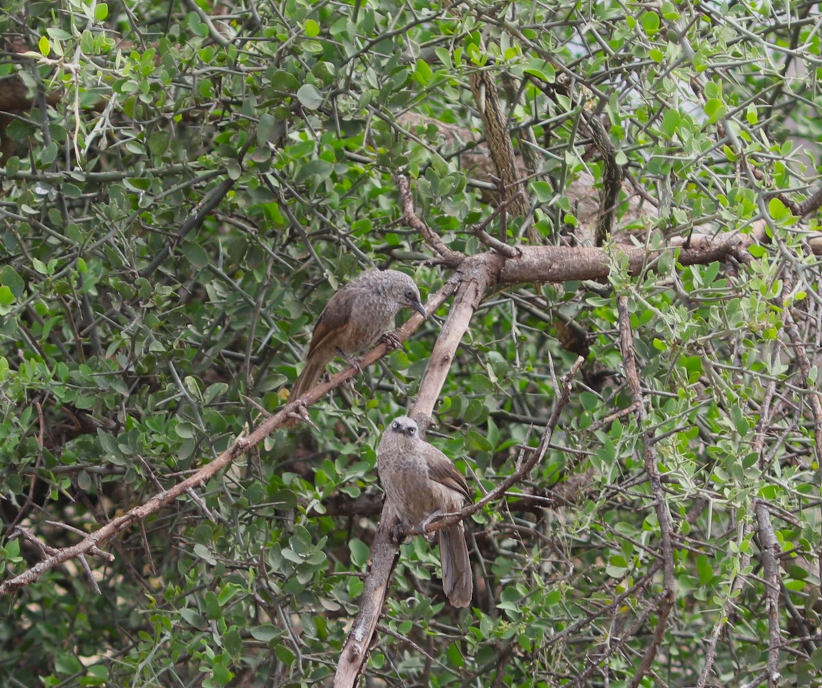 Black-lored Babbler (Sharpe's) - ML617927043