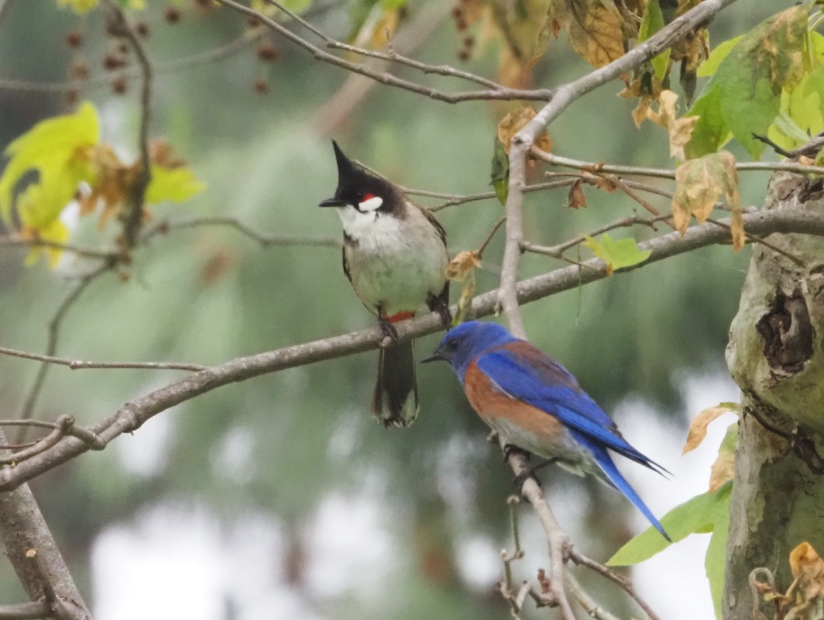 Red-whiskered Bulbul - ML617927075