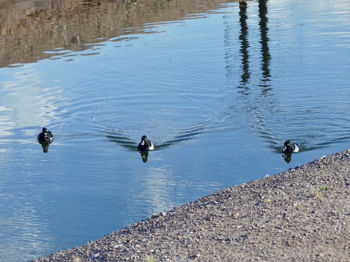 Ring-necked Duck - ML617927078