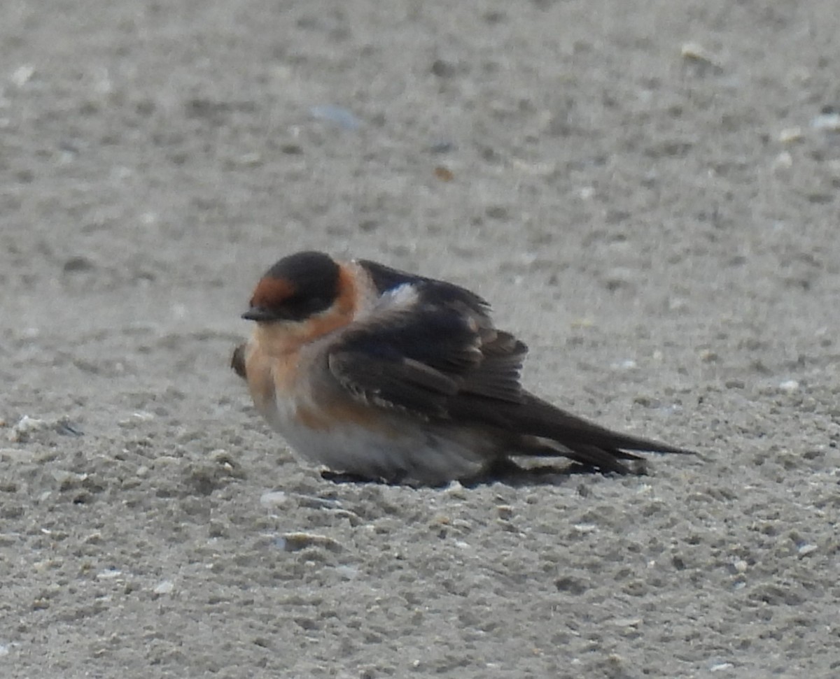 Cave Swallow - ML617927086