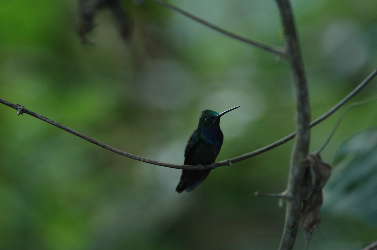 Colibrí del Napo - ML617927088