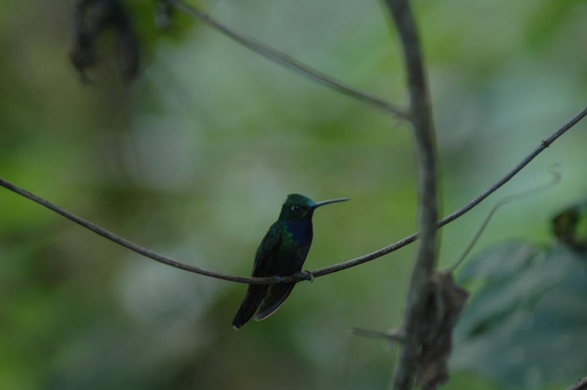 Colibrí del Napo - ML617927091