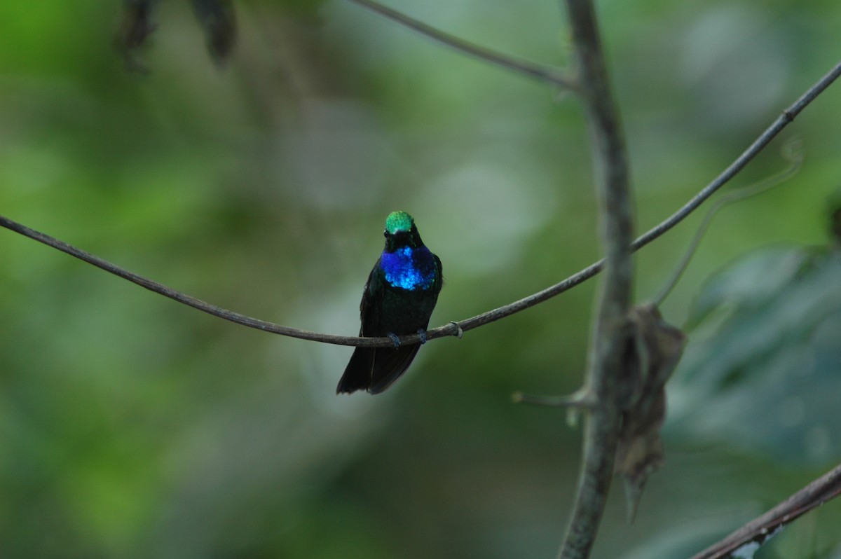 Colibrí del Napo - ML617927092