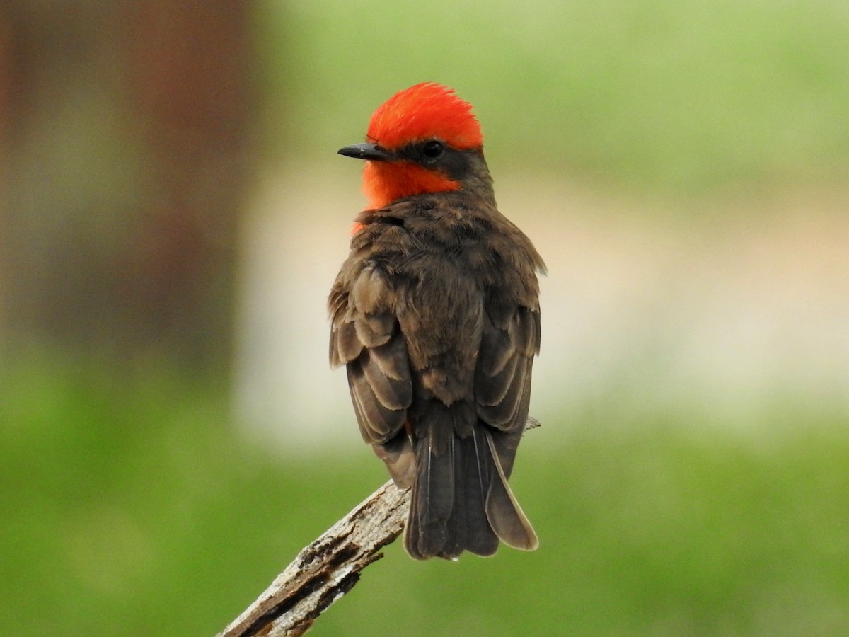 Vermilion Flycatcher - Wendi Leonard