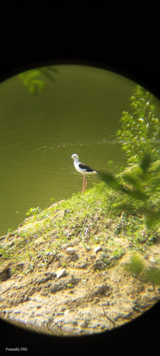 Black-winged Stilt - ML617927120