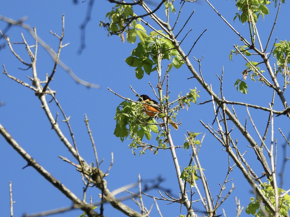 Baltimore Oriole - ML617927126