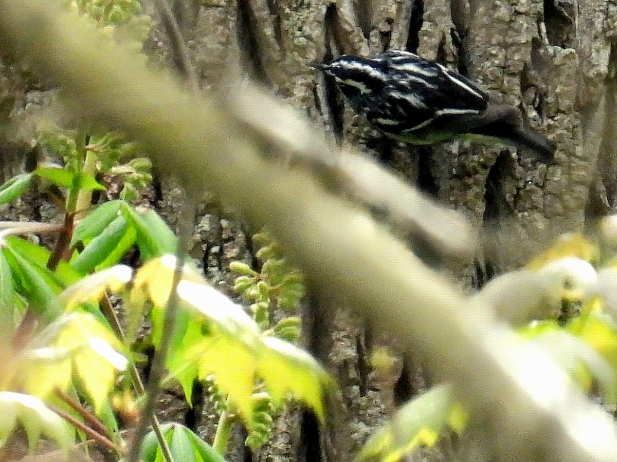 Paruline noir et blanc - ML617927168