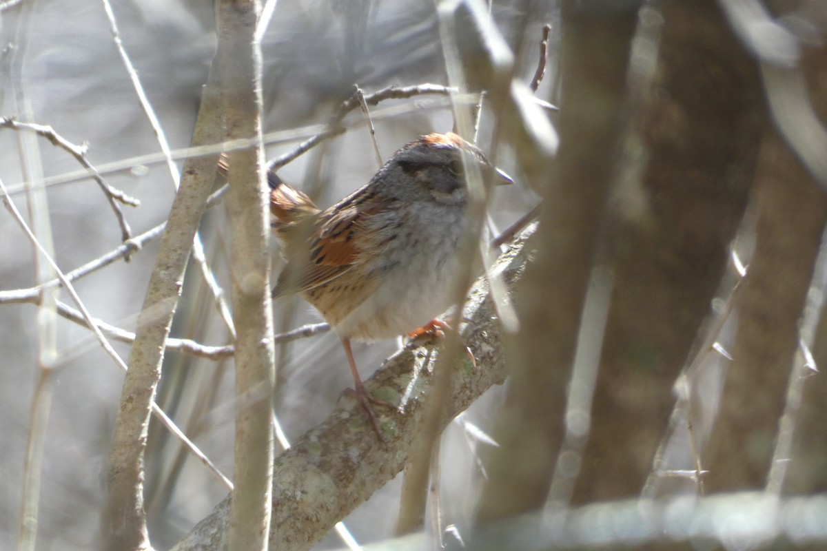 Swamp Sparrow - ML617927189