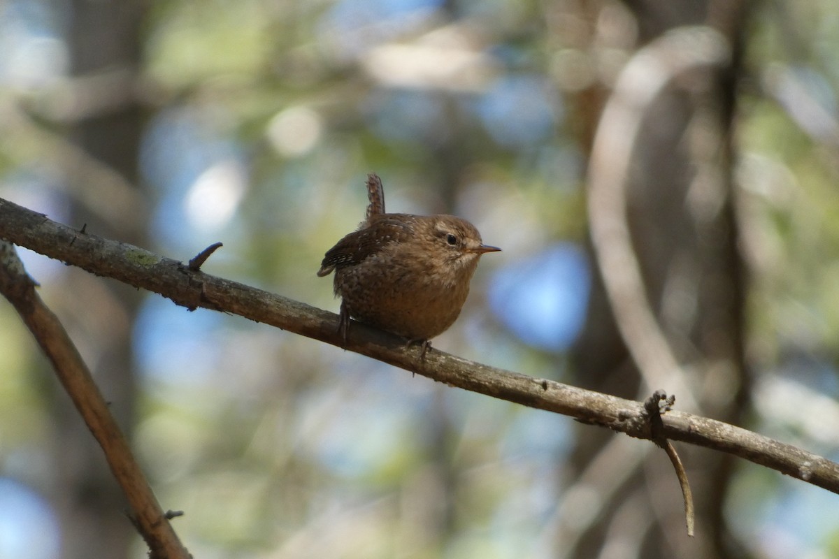 Winter Wren - Joseph Mahoney