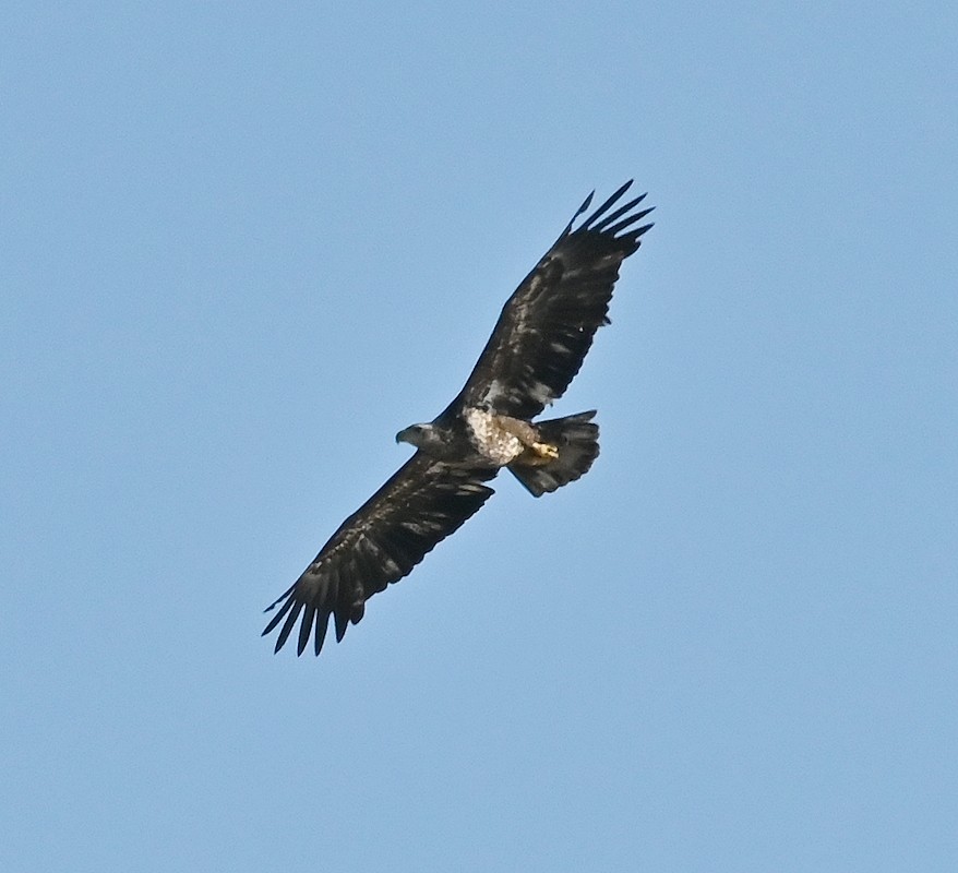 Bald Eagle - Regis Fortin