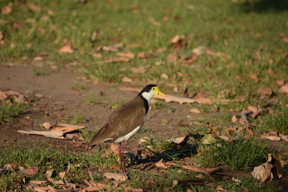 Masked Lapwing - ML617927256