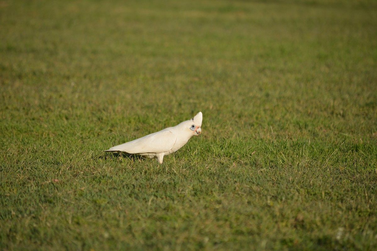 Cacatúa Sanguínea - ML617927267