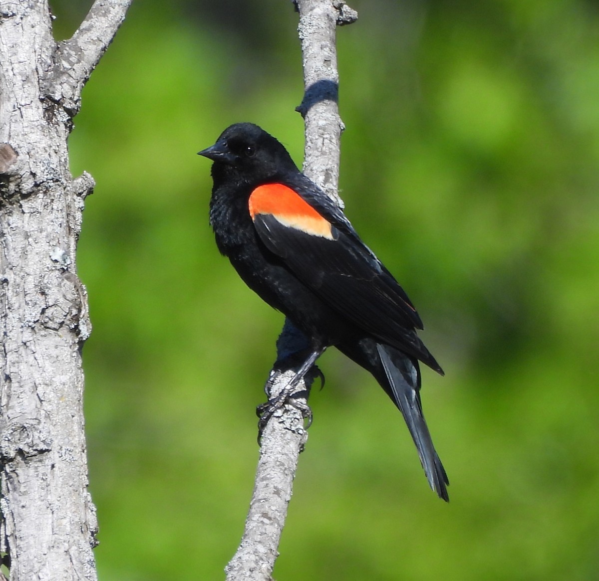 Red-winged Blackbird - ML617927299