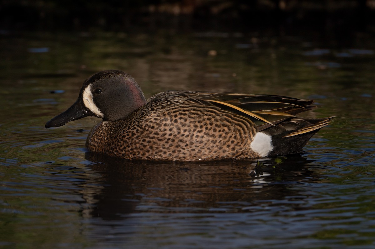 Blue-winged Teal - ML617927307