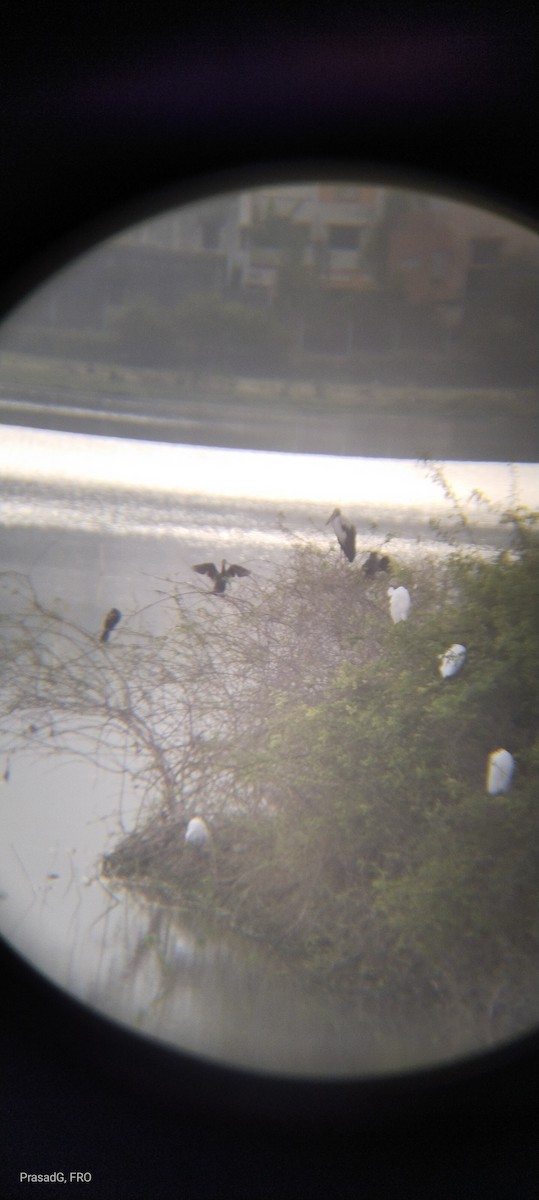 Asian Openbill - ML617927321