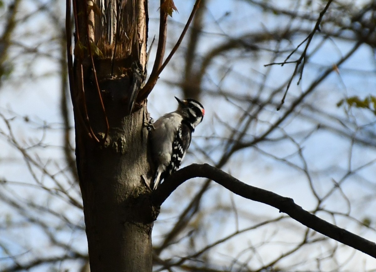 Downy Woodpecker - ML617927324