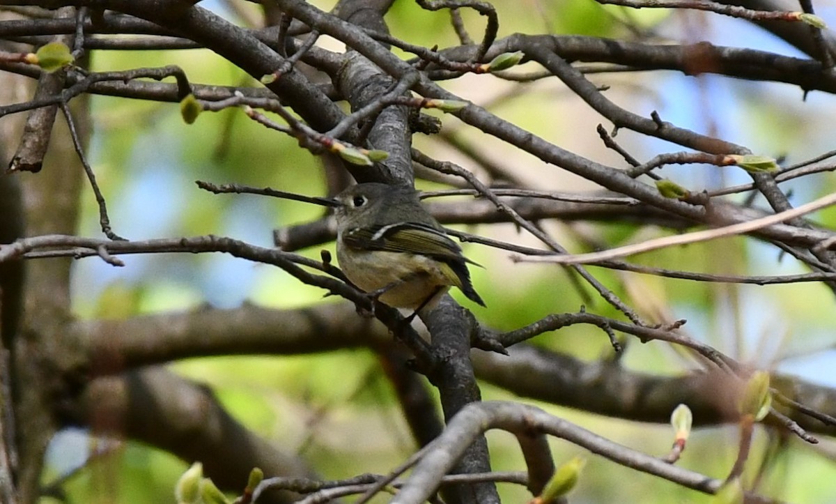 Roitelet à couronne rubis - ML617927337