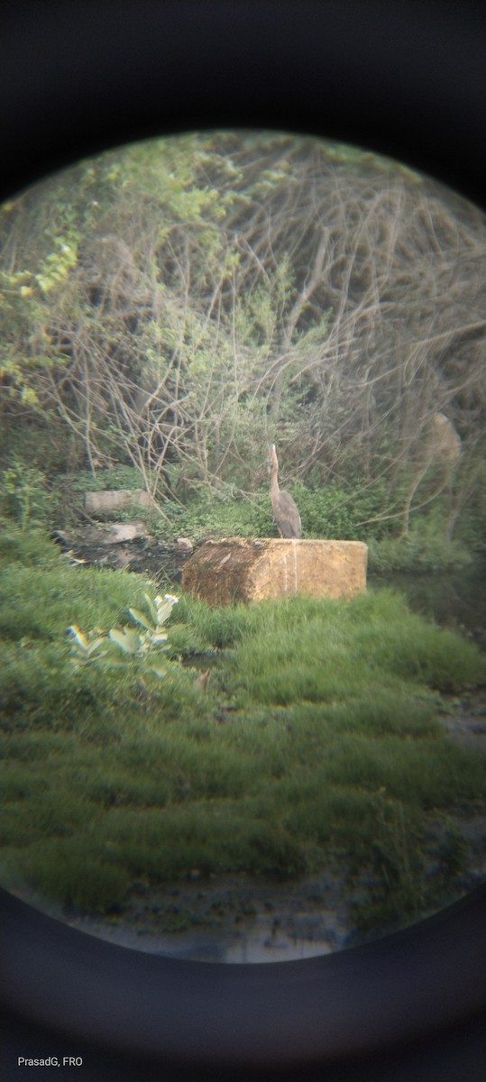 Purple Heron - ML617927338