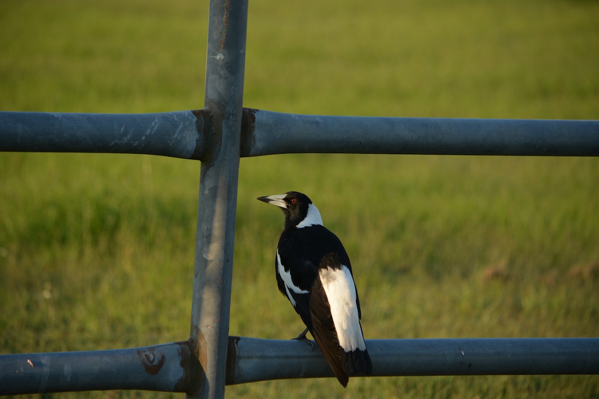 Australian Magpie - ML617927343