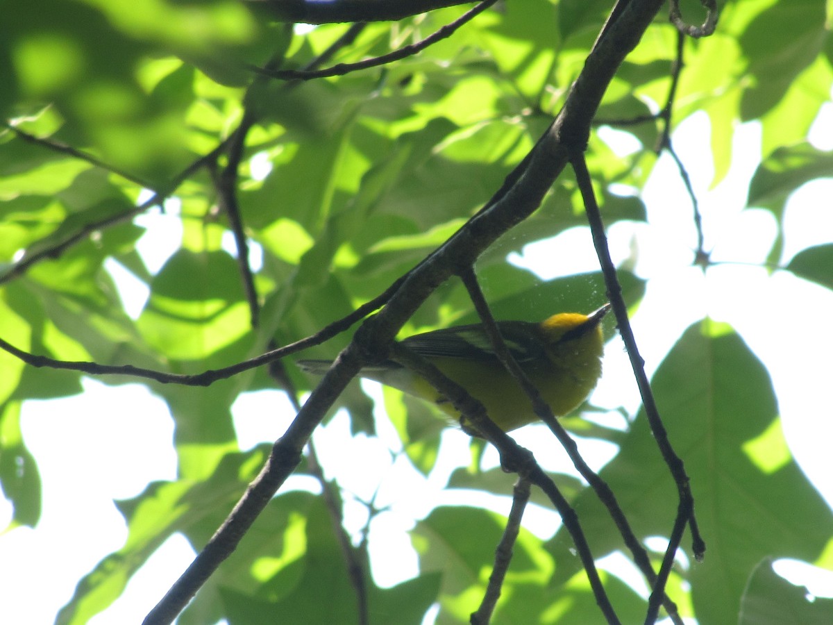 Blue-winged Warbler - ML617927360