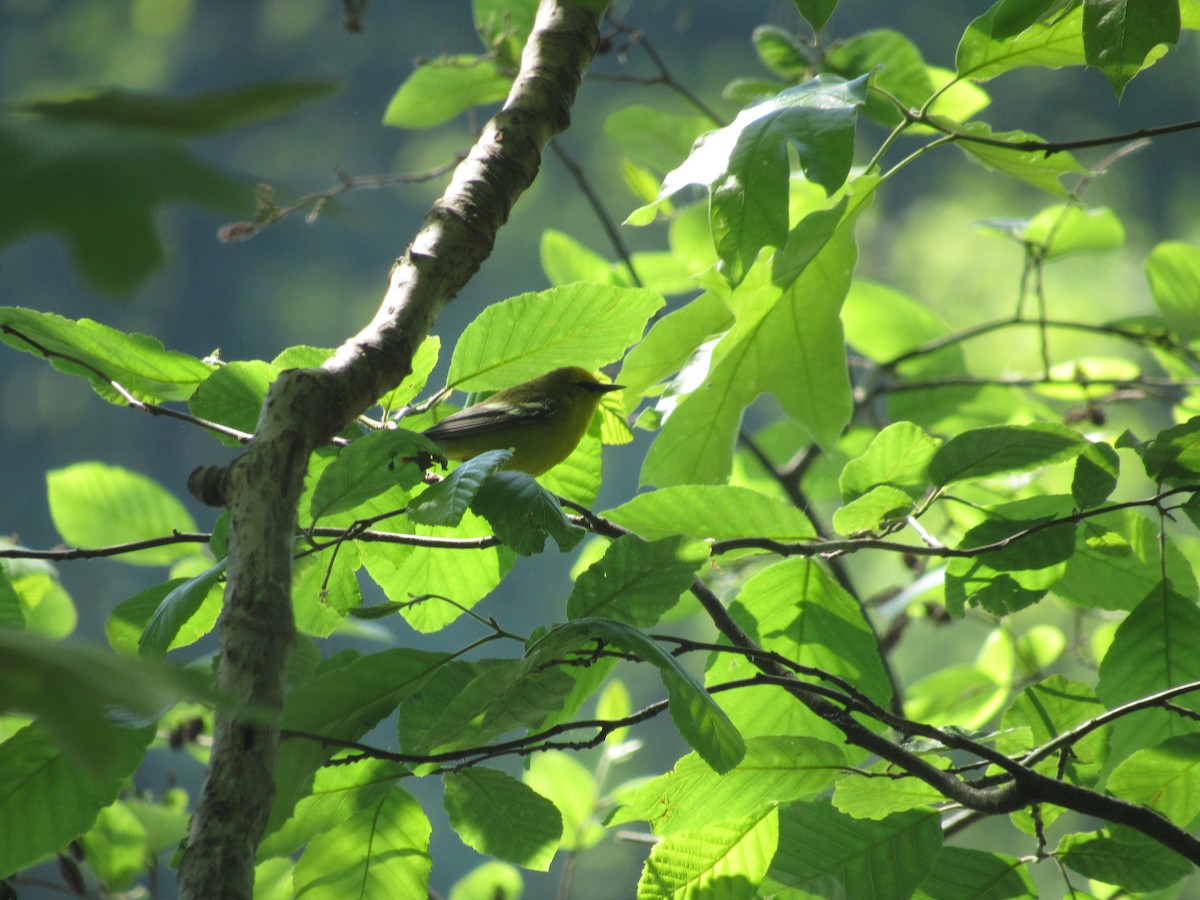 Blue-winged Warbler - ML617927363