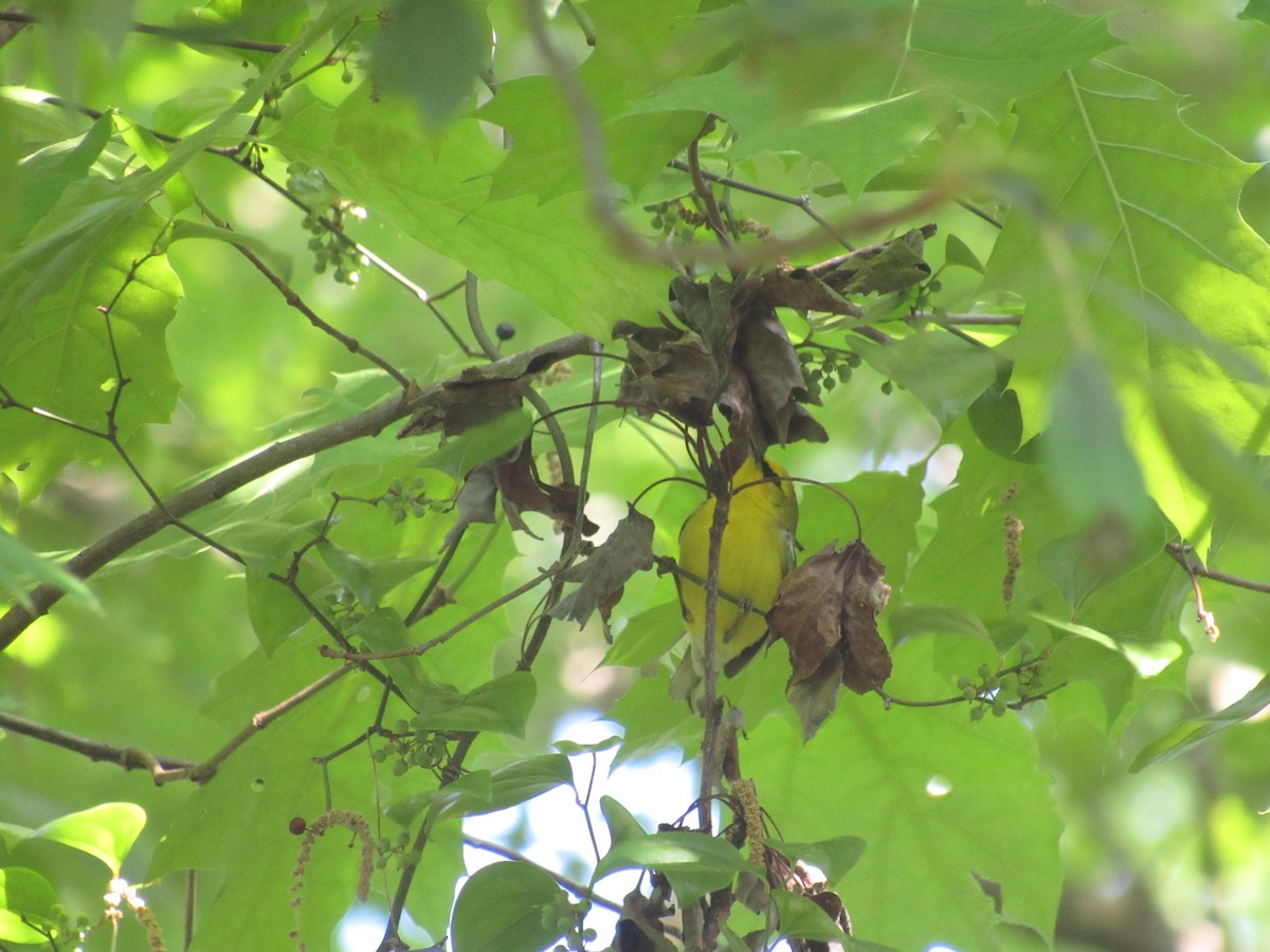 Blue-winged Warbler - ML617927364