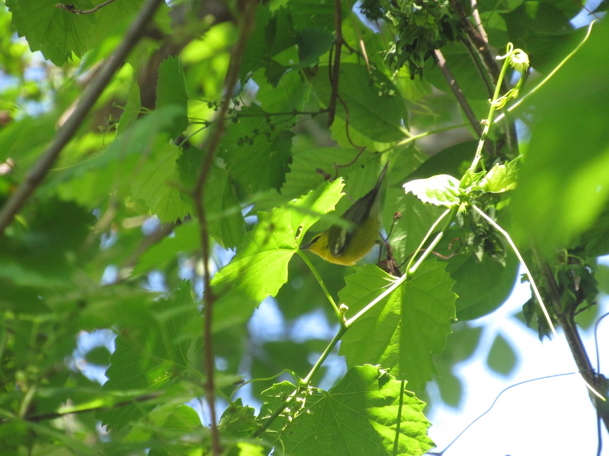 Blue-winged Warbler - ML617927365