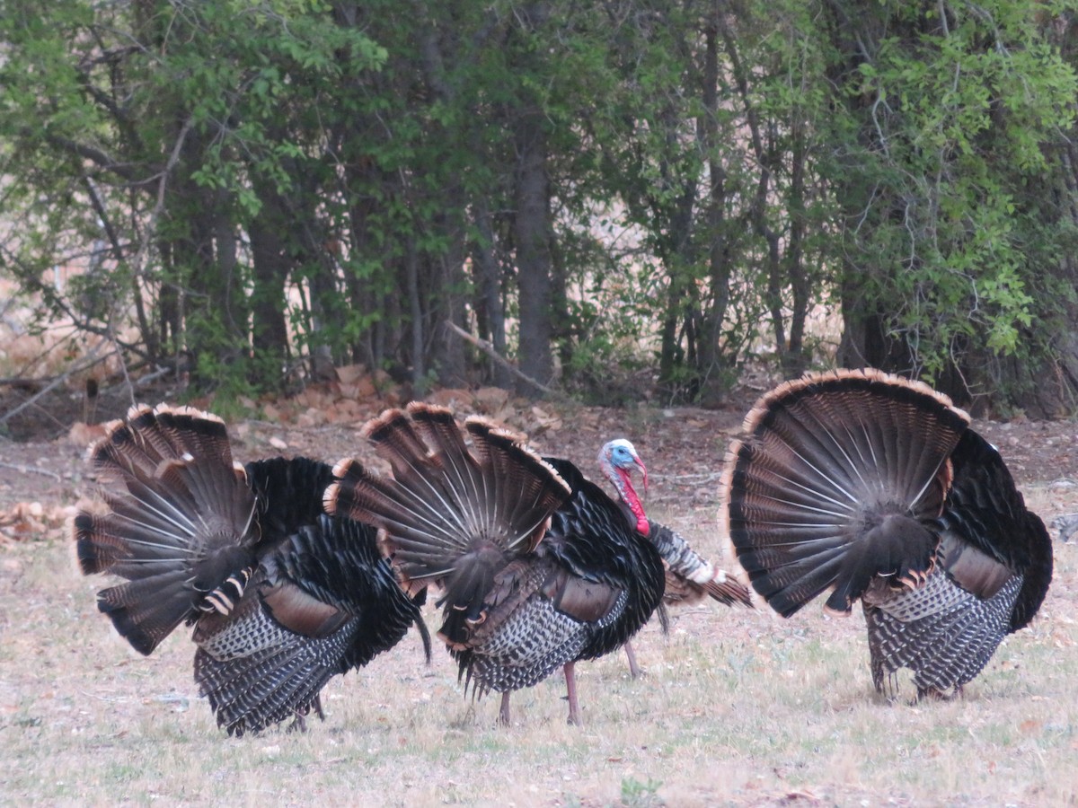 Wild Turkey - ML617927401