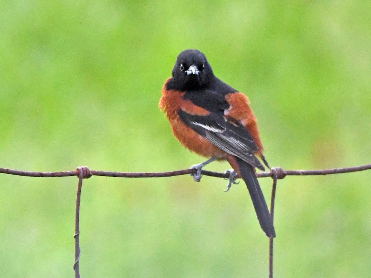 Orchard Oriole - Joel McNeal