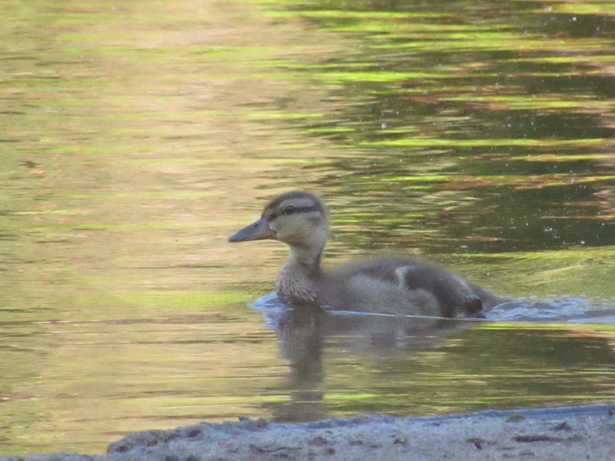 Mallard - ML617927459