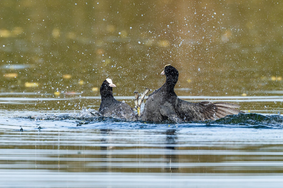 Eurasian Coot - ML617927471