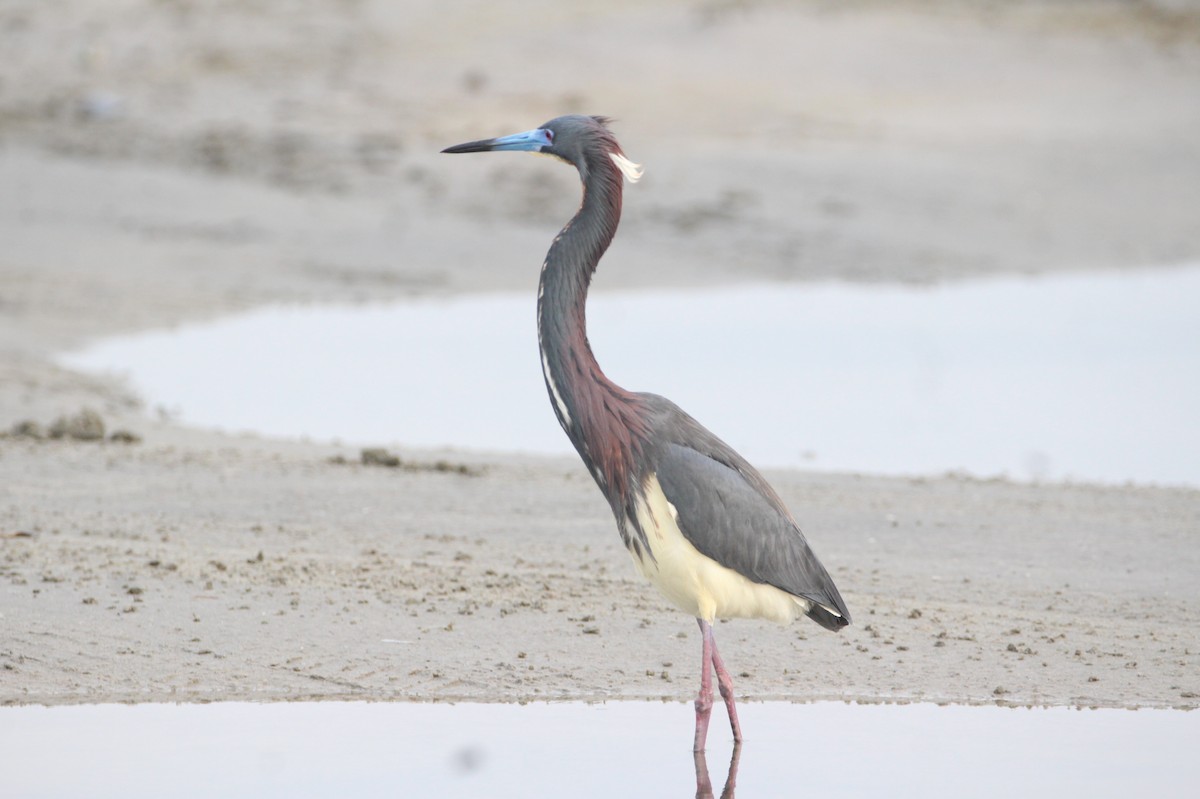 Tricolored Heron - ML617927476