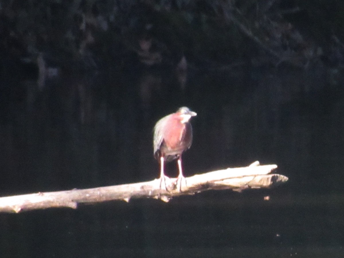 Green Heron - ML617927501