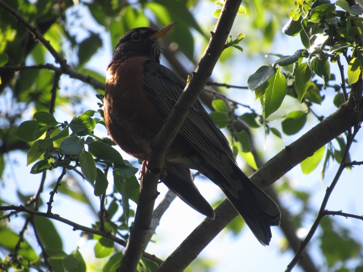 American Robin - ML617927505