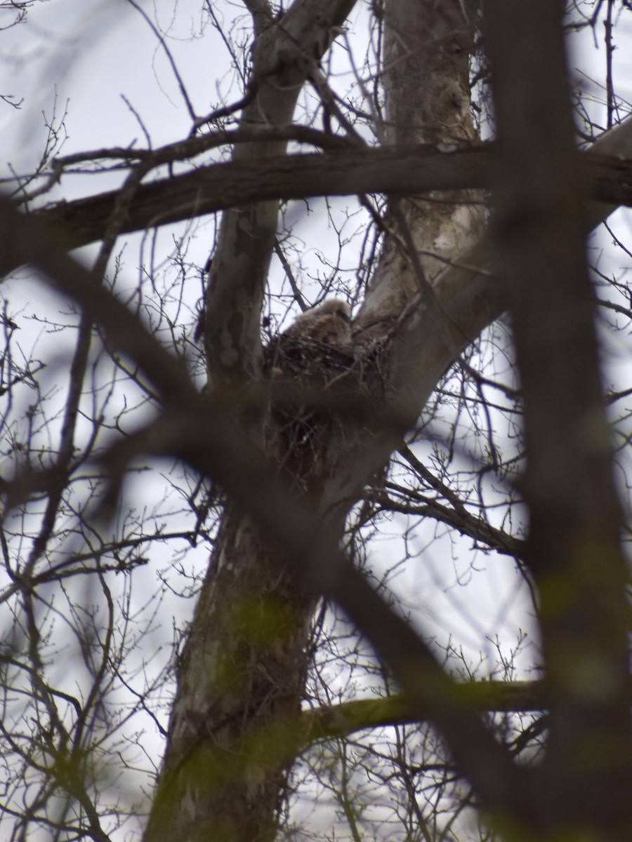 Great Horned Owl - ML617927507