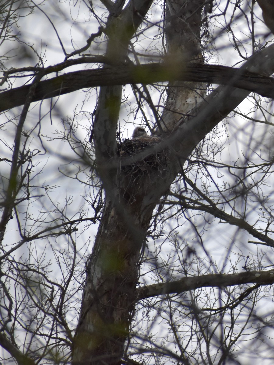 Great Horned Owl - ML617927509