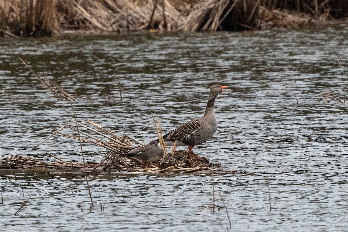 Canard chipeau - ML617927520