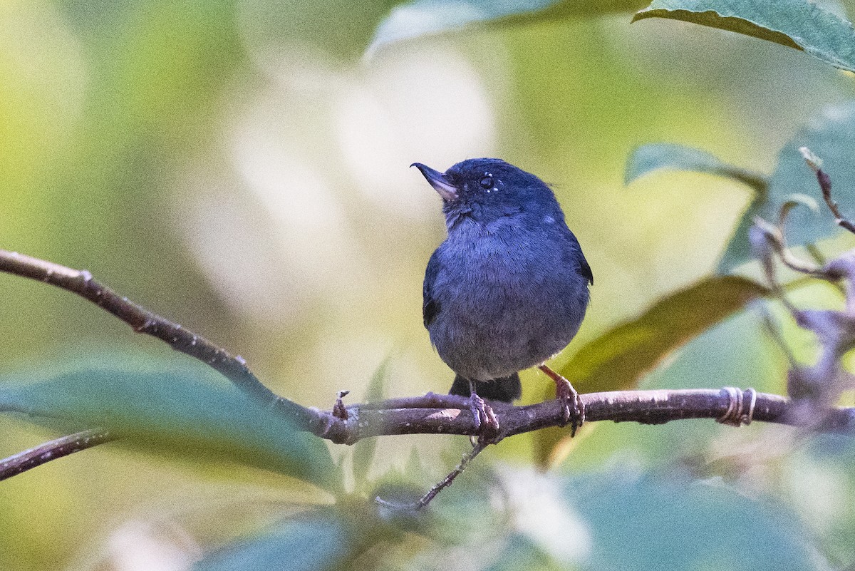 Slaty Flowerpiercer - Karina Ortega