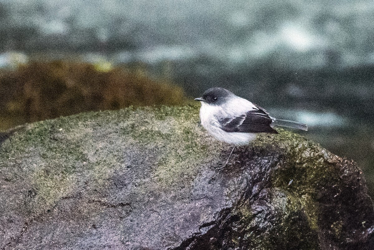 Torrent Tyrannulet - Karina Ortega