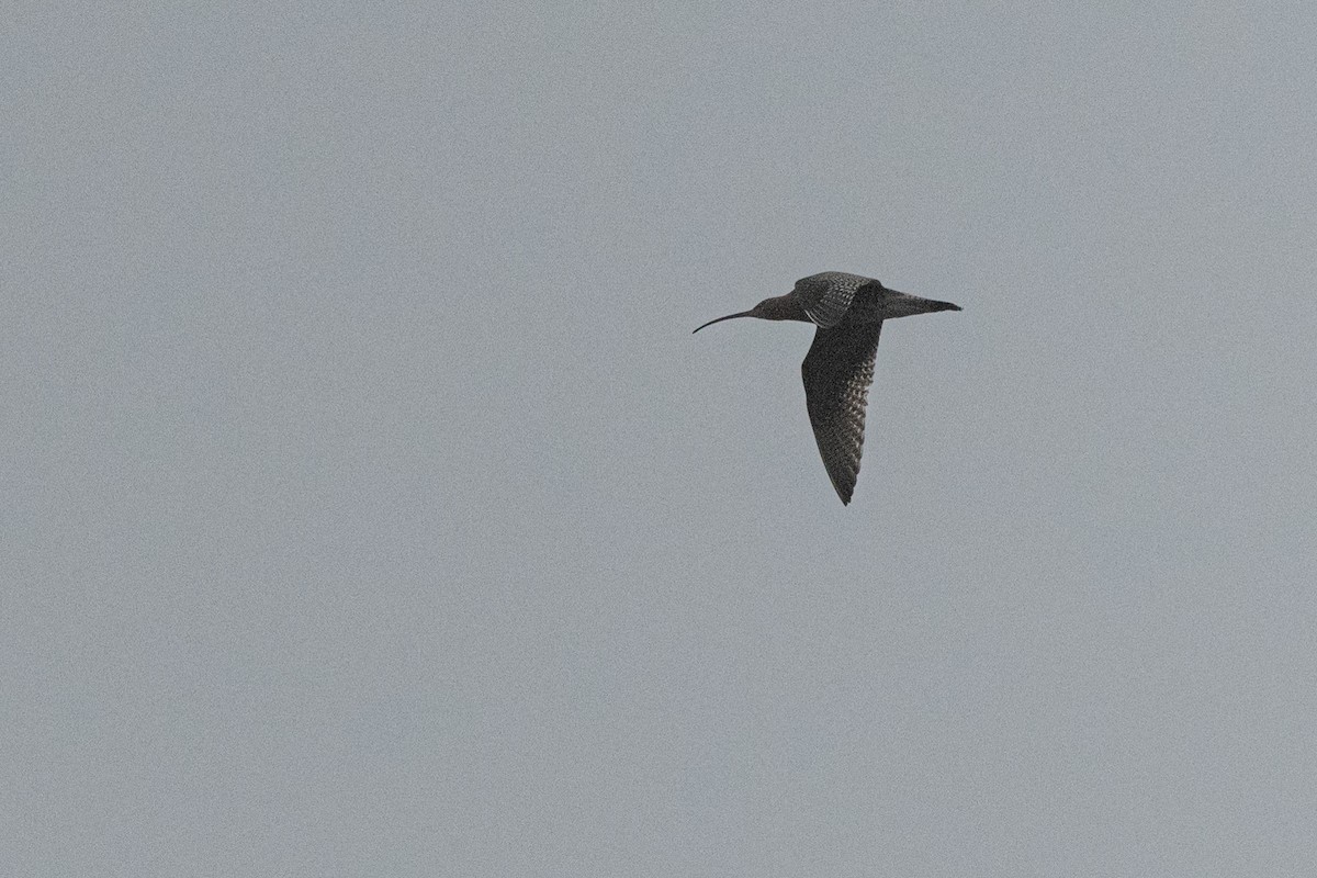 Eurasian Curlew - Hans Norelius