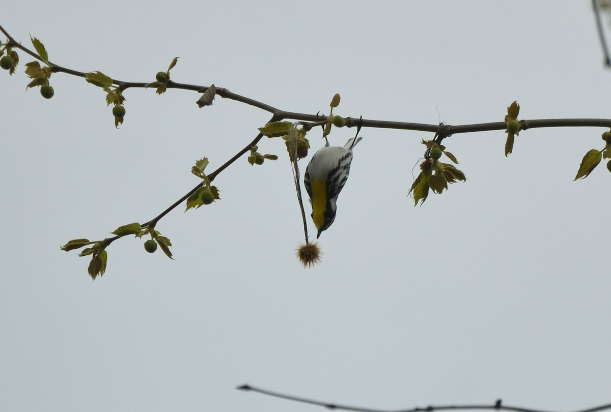 Yellow-throated Warbler - D Denner