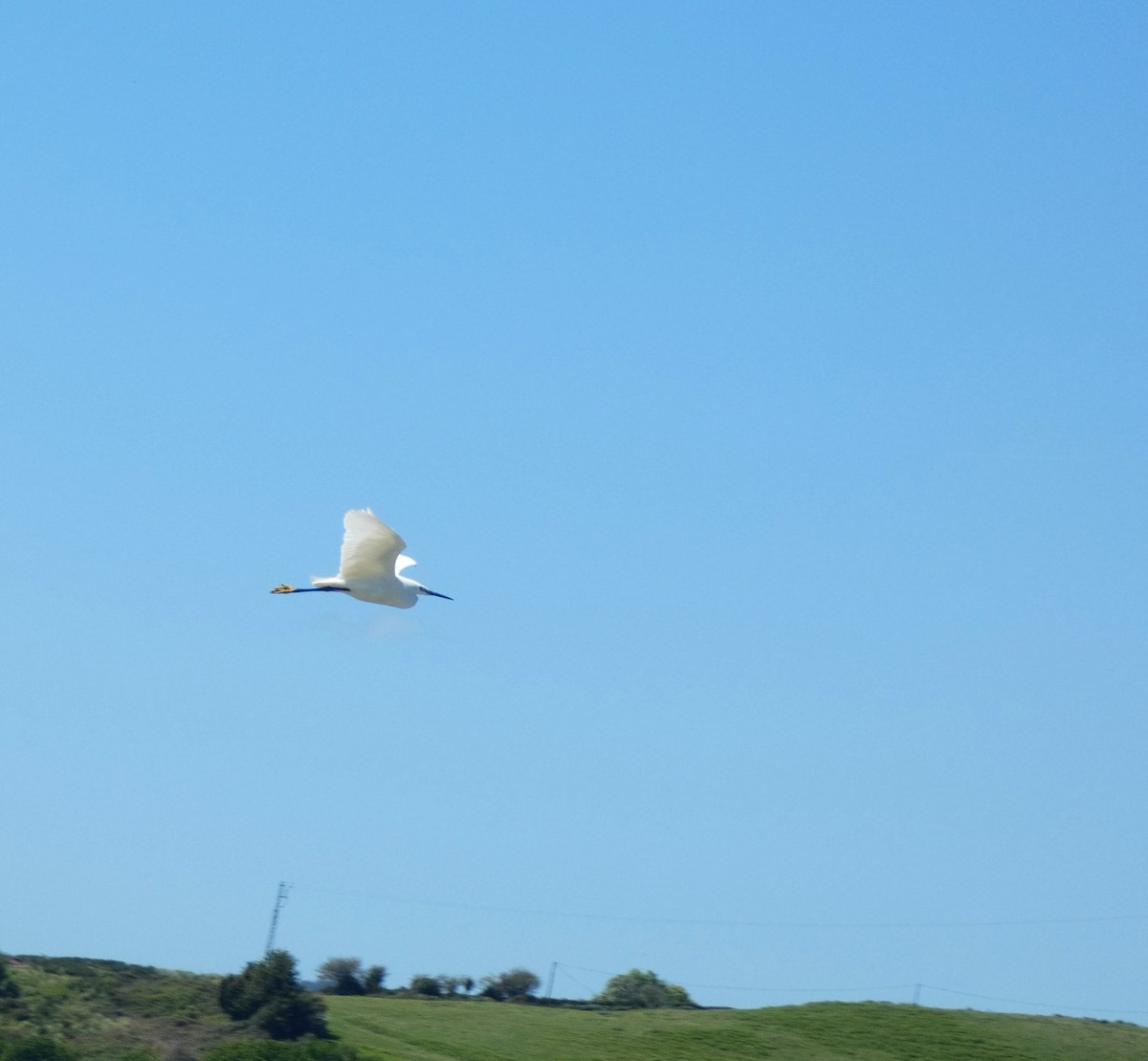 Little Egret - ML617927711