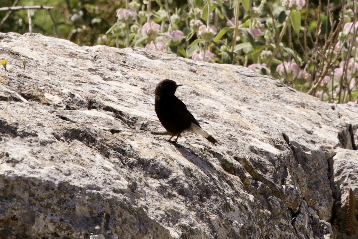 Black Wheatear - ML617927717