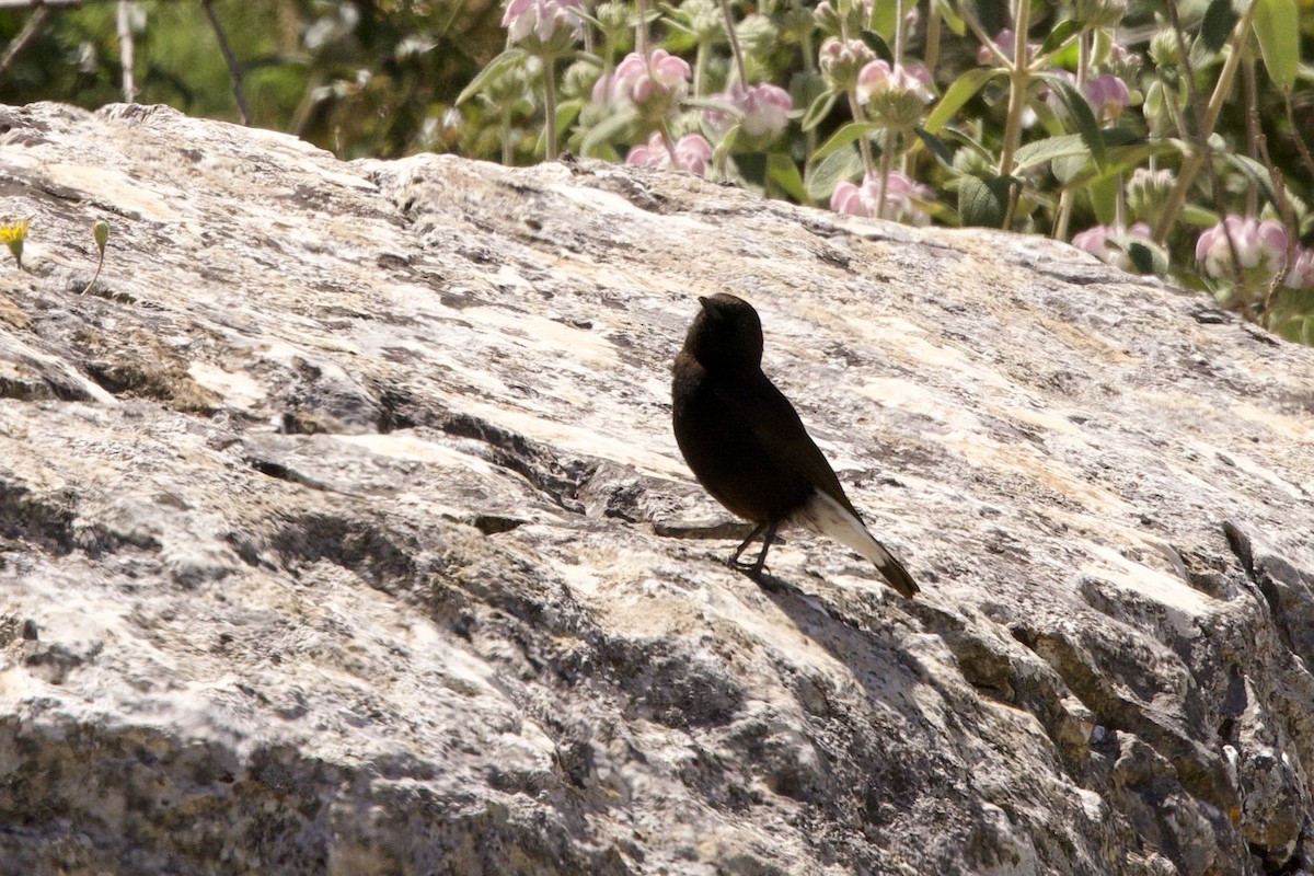 Black Wheatear - ML617927718